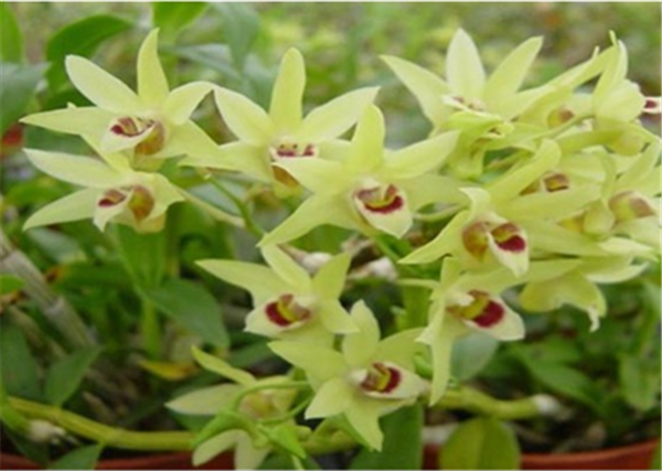 c鿴ԔϢ(bio)}Herba Dendrodii Flower xΔ(sh)2595