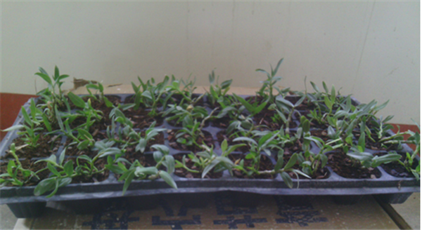 c(din)鿴Ԕ(x)Ϣ(bio)}Herba Dendrodii Plug Seedlings xΔ(sh)2444